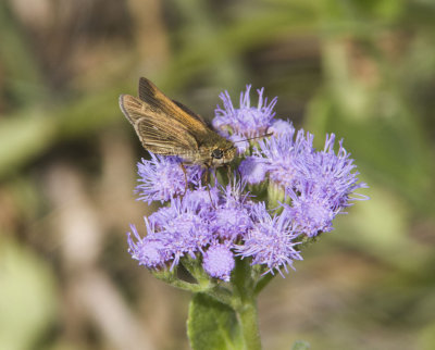 Obscure Skipper _MG_9841.jpg