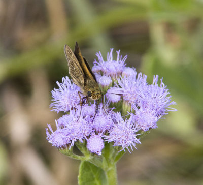 Obscure Skipper _MG_9842.jpg