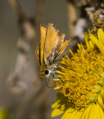 Southern Skipperling