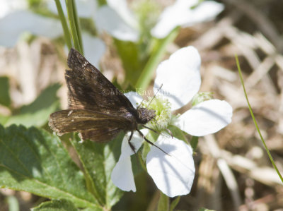 Persius Duskywing _MG_2531.jpg