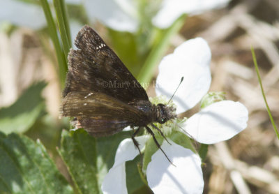 Persius Duskywing _MG_2532.jpg