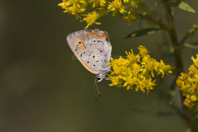 American Copper _MG_9053.jpg