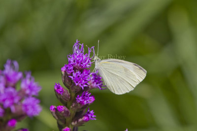 Cabbage White _MG_4820.jpg