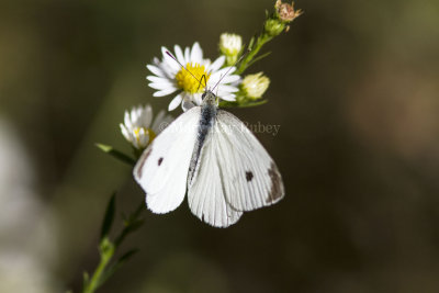 Cabbage White _MKR2176.jpg