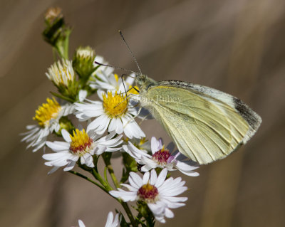 Cabbage White _MKR2215.jpg
