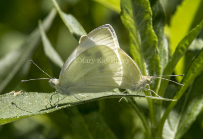 Cabbage White mating _MG_1011.jpg