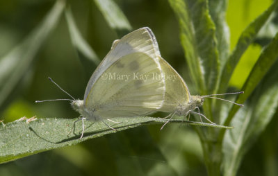 Cabbage White mating _MG_1013.jpg
