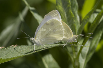 Cabbage White mating _MG_1014.jpg