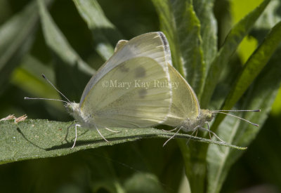 Cabbage White mating _MG_1022.jpg