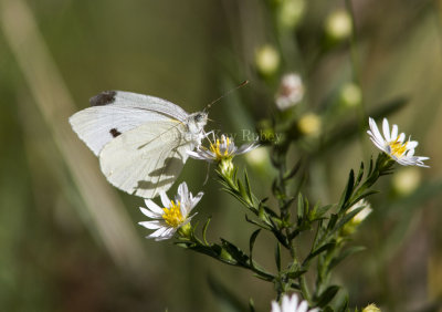 Cabbage White _MKR2170.jpg