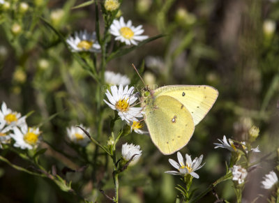 Clouded Sulphur _MG_8705.jpg