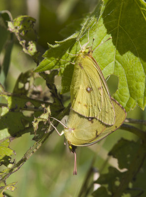 Clouded Sulphurs mating _MG_9875.jpg