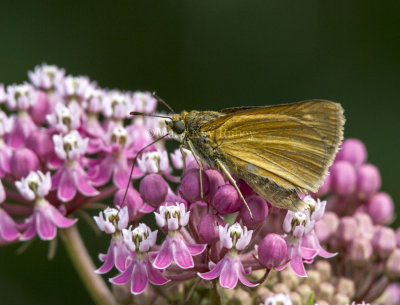 Dion Skipper _MG_3329.jpg