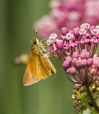 Dion Skipper 00753.jpg