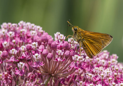 Dion Skipper _MG_3474.jpg