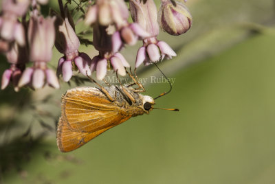 Dion Skipper _MG_6834.jpg