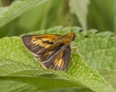 Dion Skipper male _MG_2820.jpg