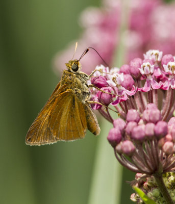 Dion Skipper 00755.jpg