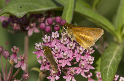 Dion Skipper _MG_6753.jpg