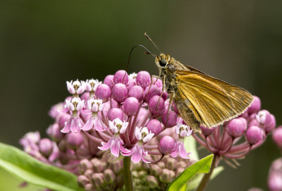 Dion Skipper  _MG_2602.jpg