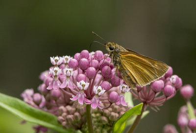 Dion Skipper  _MG_2604.jpg