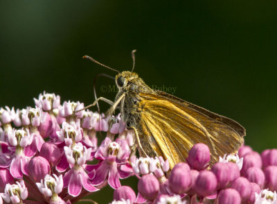 Dion Skipper _MG_3341.jpg