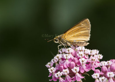 Dion Skipper _MG_3358.jpg