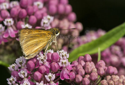 Dion Skipper _MG_3367.jpg