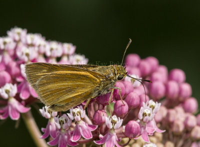 Dion Skipper _MG_3405.jpg