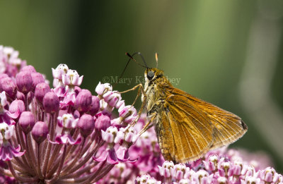 Dion Skipper _MG_3472.jpg