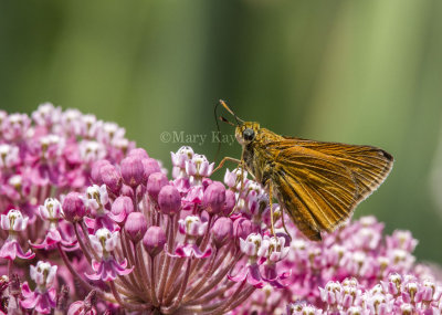 Dion Skipper _MG_3473.jpg