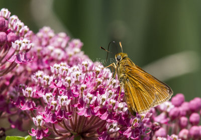 Dion Skipper _MG_3485.jpg