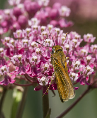 Dion Skipper _MG_3491.jpg