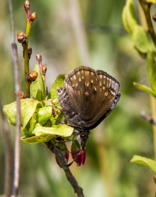 Dreamy Duskywing _MG_2596.jpg