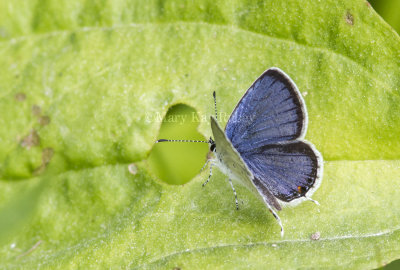 Eastern Tailed-blue _MG_2176.jpg