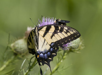 Eastern Tiger Swallowtail _MG_5858.jpg