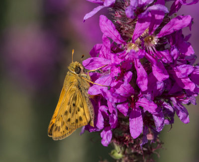 Fiery Skipper _MKR0553.jpg