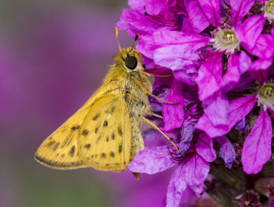 Fiery Skipper _MKR0524.jpg