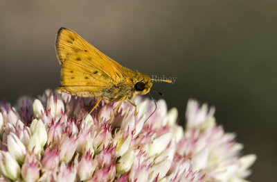 Fiery Skipper _MKR1160.jpg