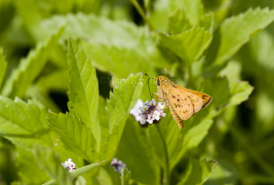 Fiery Skipper _MG_9473.jpg