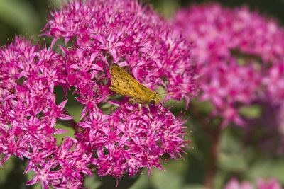 Fiery Skipper _MG_9999.jpg