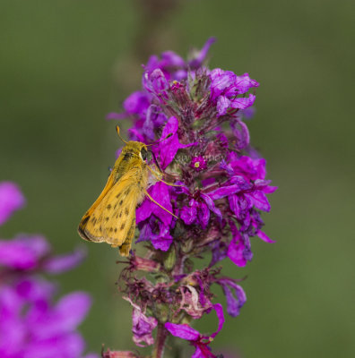 Fiery Skipper _MKR0526.jpg