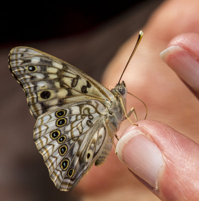 Hackberry Emperor _MG_0871.jpg