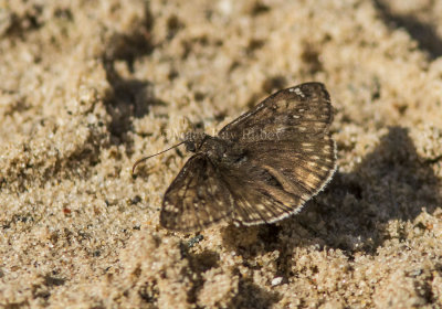 Juvenal's Duskywing _MG_3354.jpg