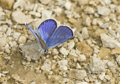 Karner Blue male  MG2704.jpg