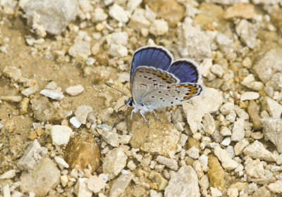 Karner Blue male  MG2707.jpg