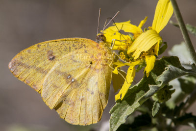 Large Orange Sulphur _MG_2351.jpg