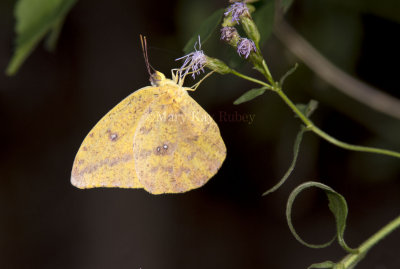 Large Orange Sulphur _MG_0771.jpg