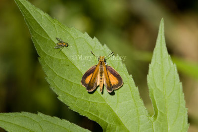 Least Skipper _MG_0867.jpg