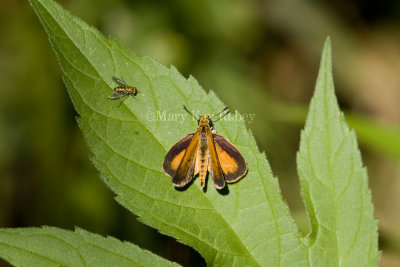 Least Skipper _MG_0868.jpg